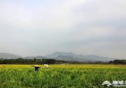 房山长沟拍油菜花