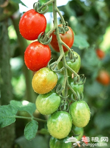 金福艺农：番茄联合国里的田间时光