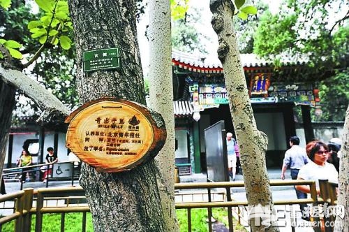 颐和园千棵古树待认养