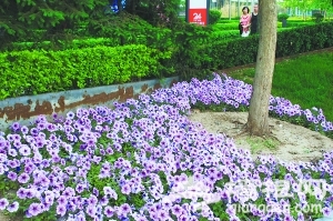 京城二环路边盛开喇叭花