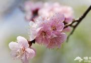 郊野休闲赏春色 延庆踏青11大景点推荐