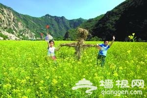 密云千亩油菜花正旺