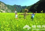 密云千亩油菜花正旺
