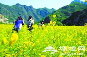 北京最大油菜花海绽放密云山谷