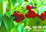 蔡家洼樱桃观光园
