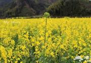 漫步房山长沟油菜花田