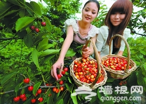 通州区樱桃文化节开幕 京郊5万亩樱桃迎来采摘季