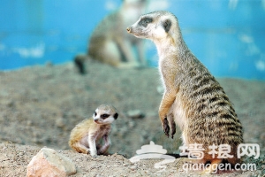 天津动物园动物萌宝宝迎来首个“儿童节”[墙根网]