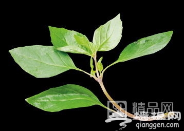 北京正宗泰国菜  一花一叶皆入菜[墙根网]