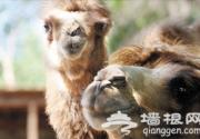 天津动物园动物萌宝宝迎来首个“儿童节”