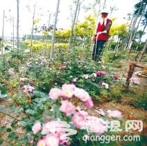 天津滨海新区临港生态湿地公园10月正式开放[墙根网]
