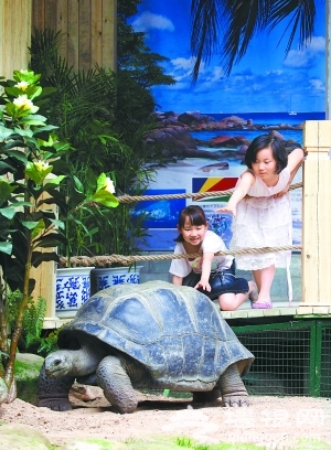塞舌尔来的大象龟在北京动物园亮相
