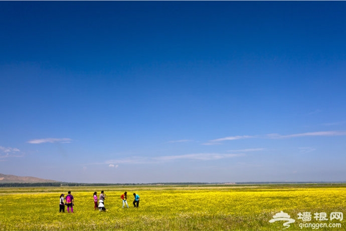 沽源坝上-距离北京最近最美的湿地草原[墙根网]