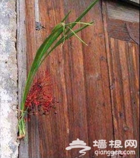 门前插菖蒲