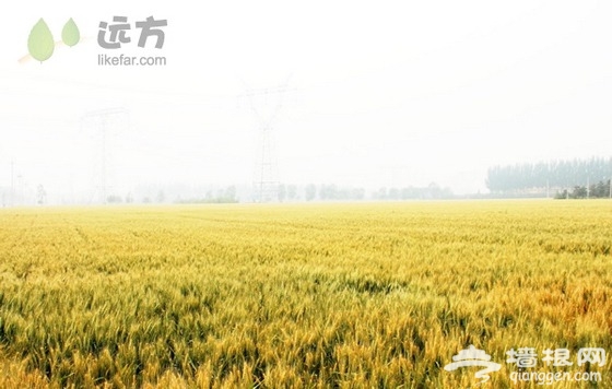 "房山首届古船杯麦收节"于6月9日火热开动[墙根网]