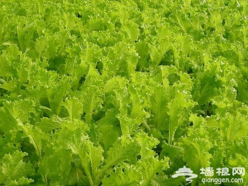 桥梓镇红莓园蔬菜采摘正当时