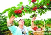 香山脚下樱桃红 海淀樱桃采摘园游客如织