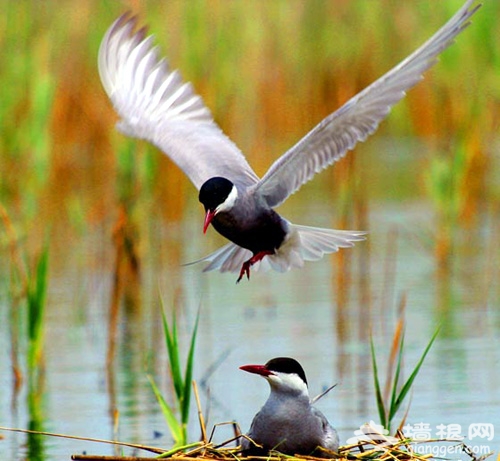 北京湿地公园野鸭湖：独一无二的鸟类家园