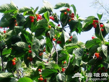 [周末私享]到樱桃园享甜蜜 京郊采摘游玩攻略