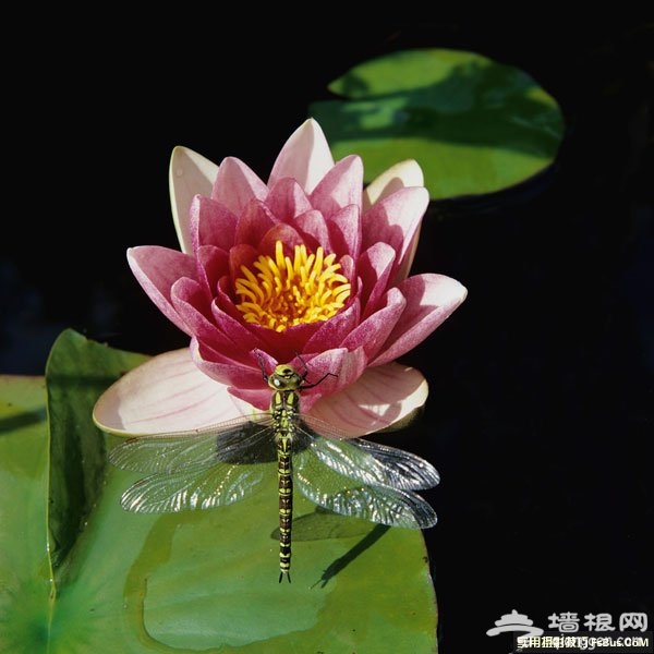 花卉上面昆虫的20个拍摄技巧 花卉上面昆虫的20个拍摄技巧