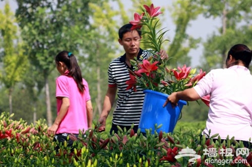 北京国际鲜花港香水百合节六月中旬开展游玩贴士