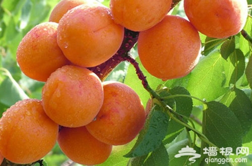 平谷北寨村：六月红杏熟了 采摘正当时