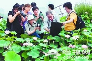 京城荷花将进盛花期