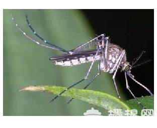 夏日户外运动需要掌握的十种防蚊法[墙根网]