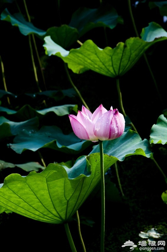 北海公园荷花
