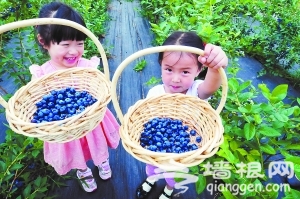 凤凰岭下尝鲜摘蓝莓