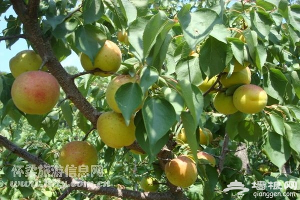 喇叭沟门乡600亩鲜杏进入采摘旺季