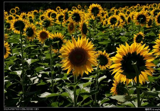 奥体森林公园的向日葵（摄影）