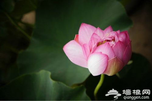 2012圆明园荷花节+荷花音乐节 游玩全攻略(图)