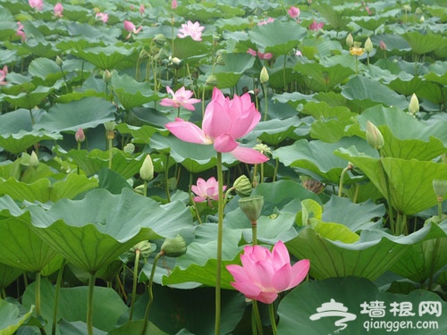 2012圆明园荷花节+荷花音乐节 游玩全攻略(图)