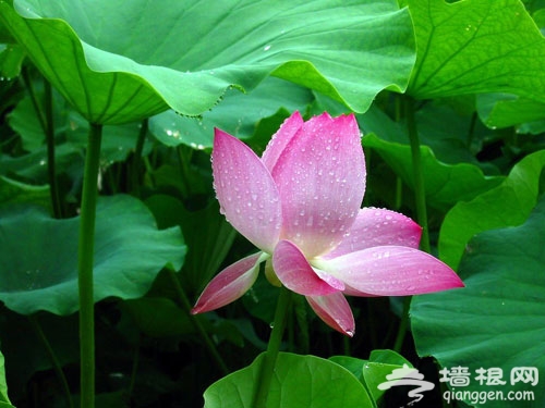 2012圆明园荷花节+荷花音乐节 游玩全攻略(图)