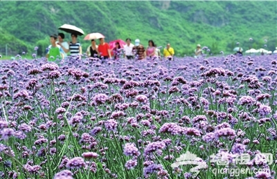 京郊车道峪生态观光园  “热赏”薰衣草