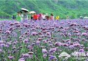 京郊车道峪生态观光园  “热赏”薰衣草