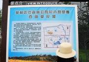 奥森百亩葵园（摄影）