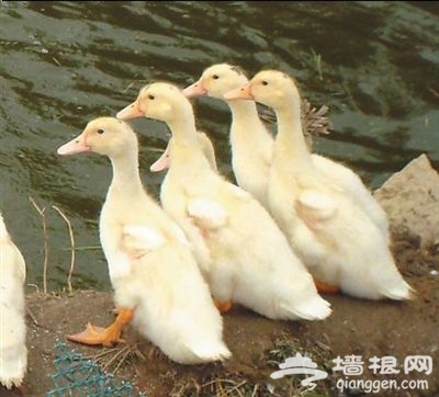 京郊开启农场生活 将时光挥洒在田野乡间