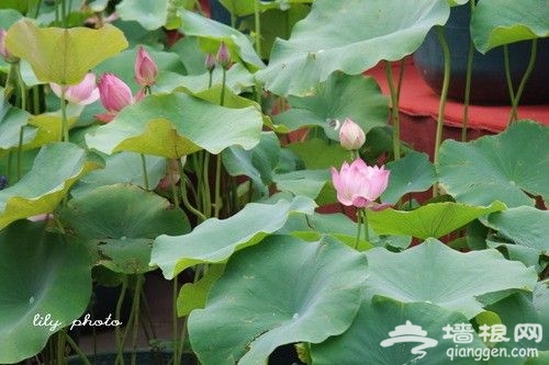 春游芳草地，夏赏绿荷池