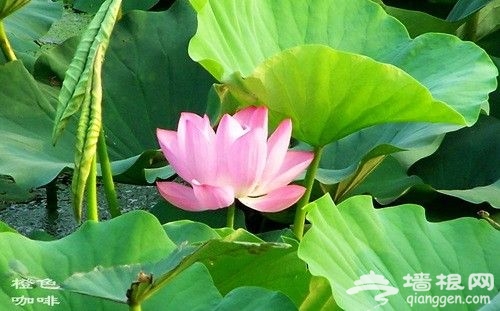 莲花池公园
