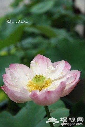 清雅脱俗的清莲花