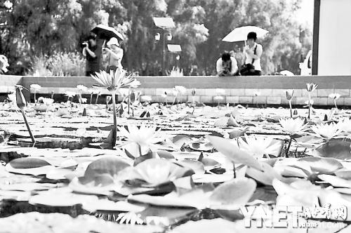 &ldquo;九品香莲&rdquo;莲花池盛开