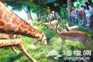北京自然博物馆非洲斑马标本能看还能摸