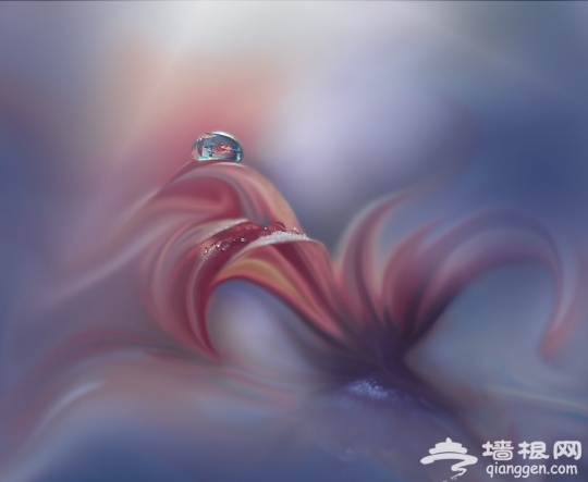 创意花卉摄影[墙根网]