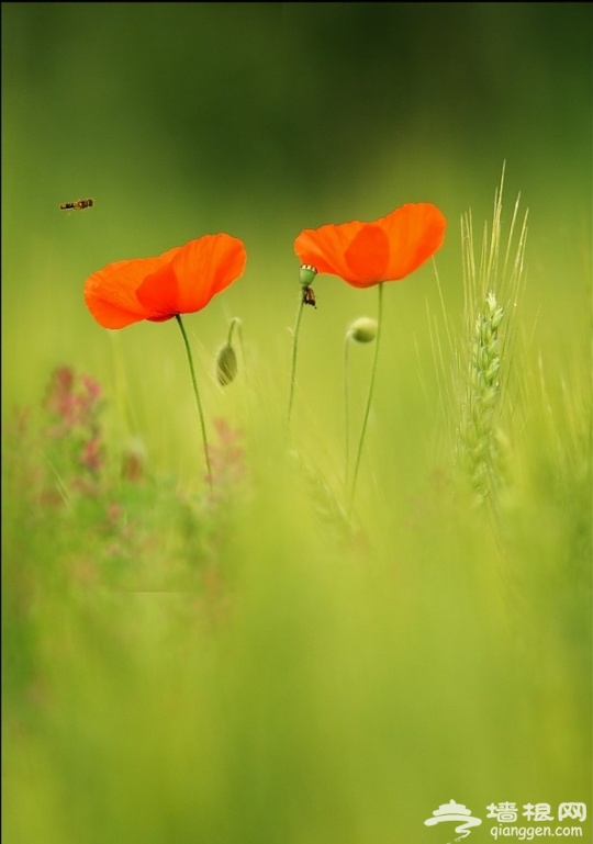 By Canon EOS-1D Mark III 420mm
