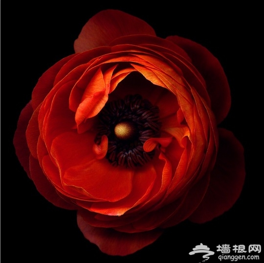 创意花卉摄影[墙根网]