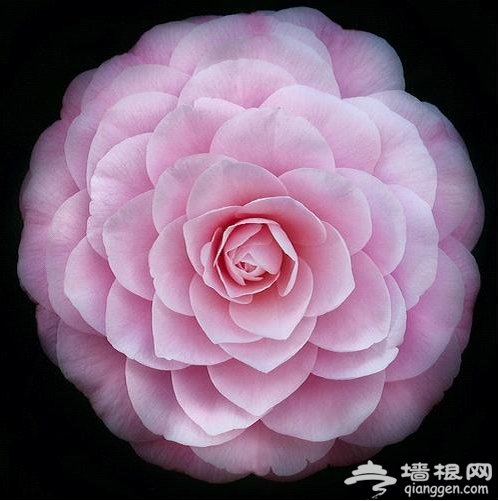 创意花卉摄影[墙根网]