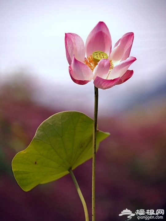 摄影 ANAN SUPHAP CANON 5D2