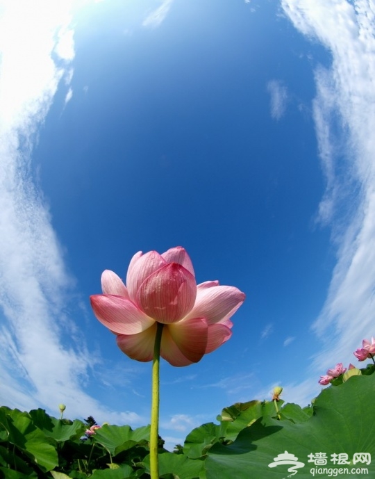 夏日美景拍摄攻略[墙根网]